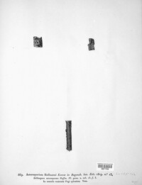 Asterosporium hoffmannii image
